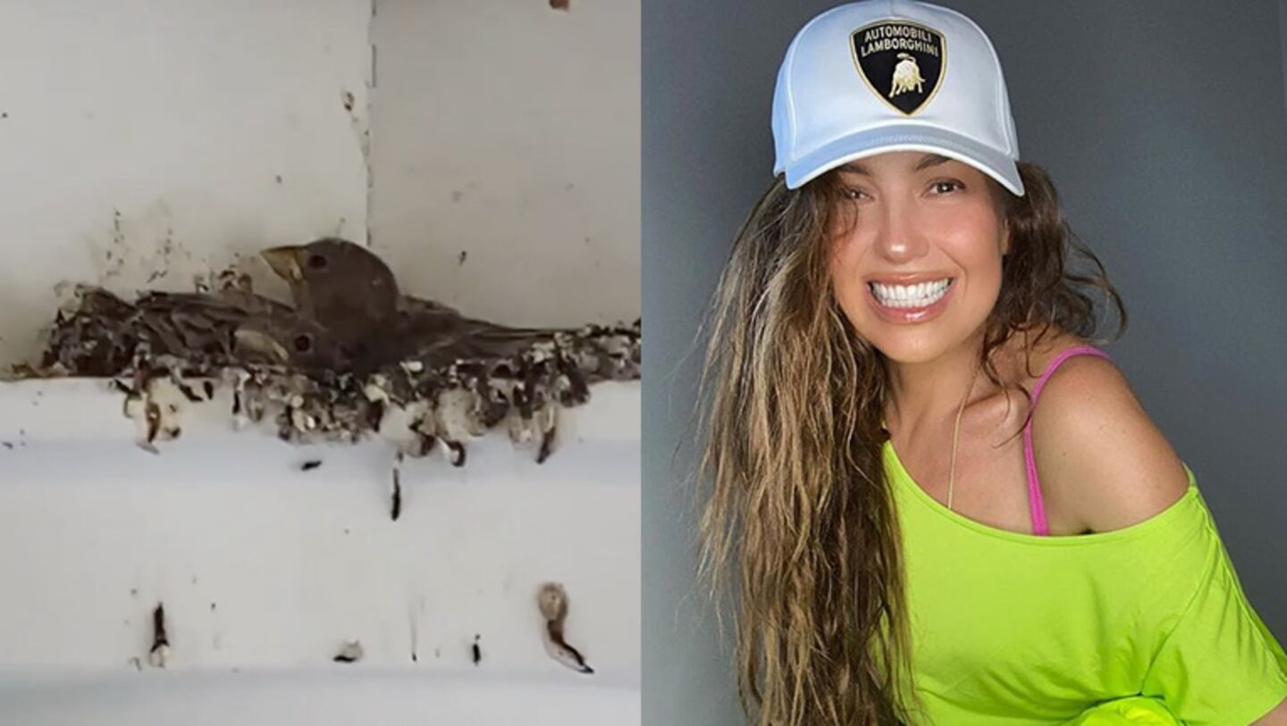 Thalia descubrió a dos pajaritos viviendo en su techo.