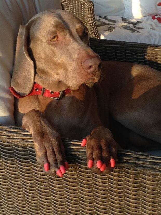 Thelma, la perra de Susana, con sus uñas postizas (Foto: Twitter). 