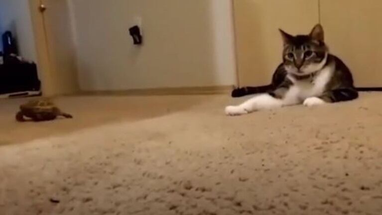 Theodore, el gato, y Aldouin, la tortuga, son los amigos más improbables
