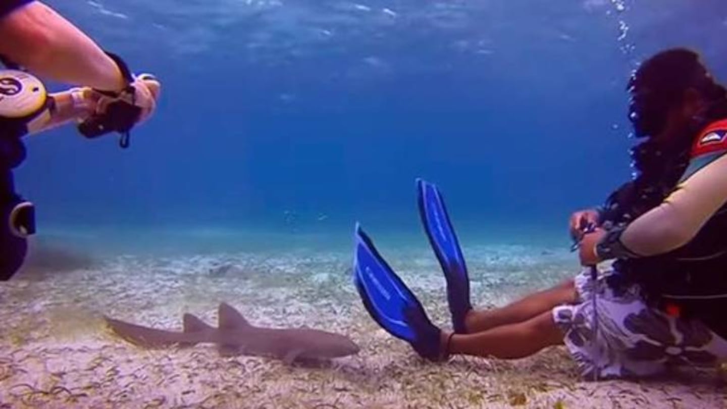 Tiburón bebé sorprende al interactuar con buzos