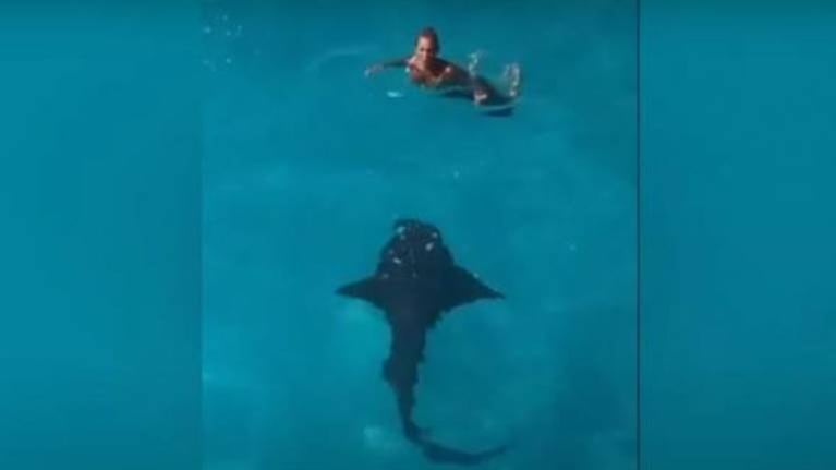 Tiburón sorprende a una mujer que ingresa al mar en Bahamas