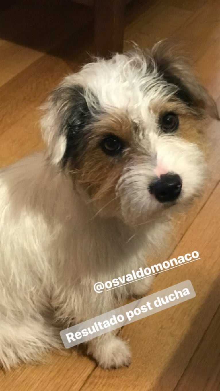 Tiernas imágenes de Osvaldo, el perro de Pico Mónaco antes y después de ser bañado: "El final es feliz"