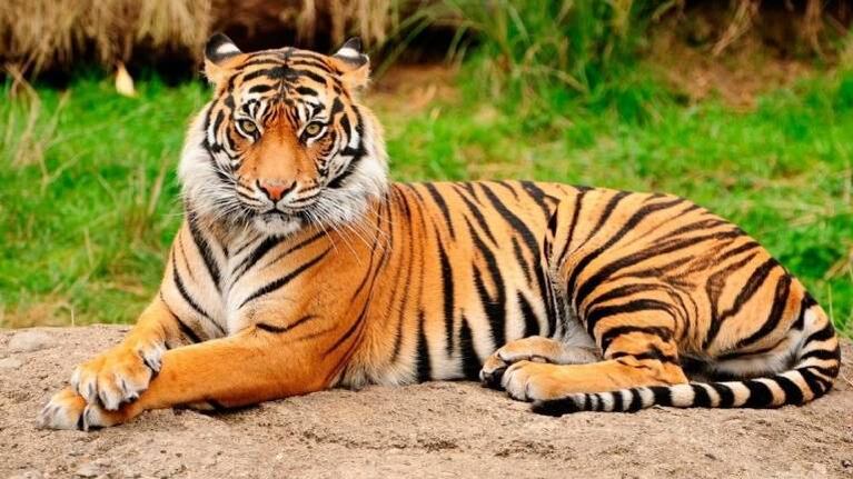 Tigre de bengala escapó de reserva y atacó a un grupo de personas
