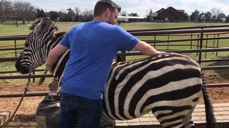 TikTok se rinde a los pies de Joren Whitley, un quiropráctico de animales