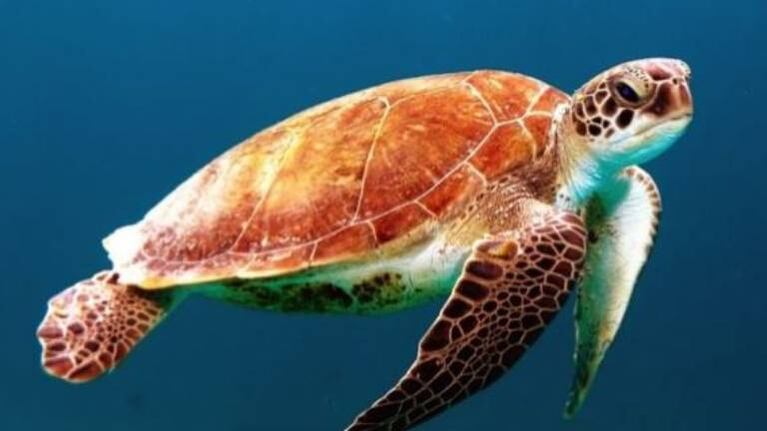 Tortuga marina logra escapar de las fauces de un tiburón y el video se vuelve tendencia