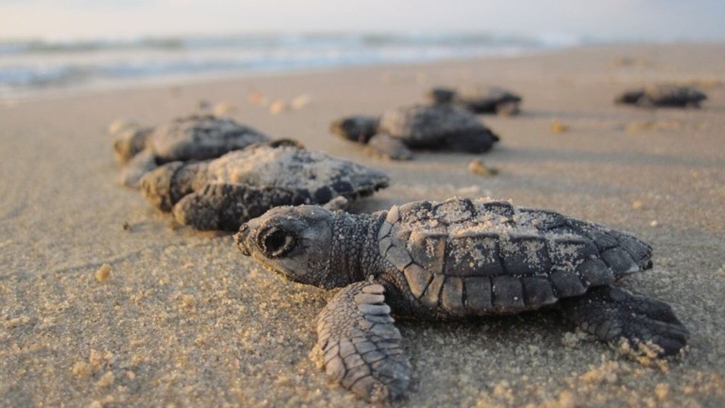 Tortugas recién nacidas se arrastran por la arena rumbo al océano por primera vez. Foto: Pixabay.