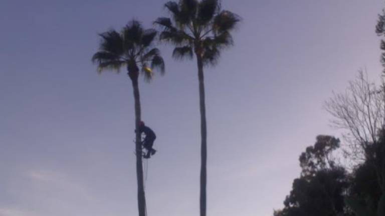 Trabajador podaba gigantesca palmera y casi termina catapultado