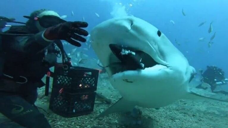 Tranqui: una mujer alimenta con su mano a un grupo de tiburones 