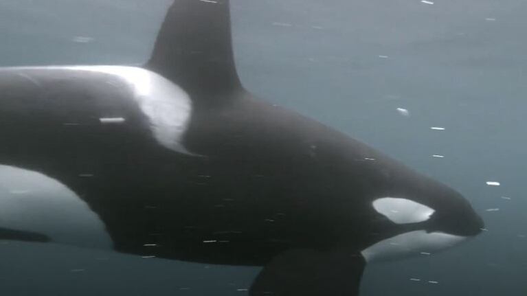 Tras cinco años de intentos, este fotógrafo consigue filmar a un grupo de orcas