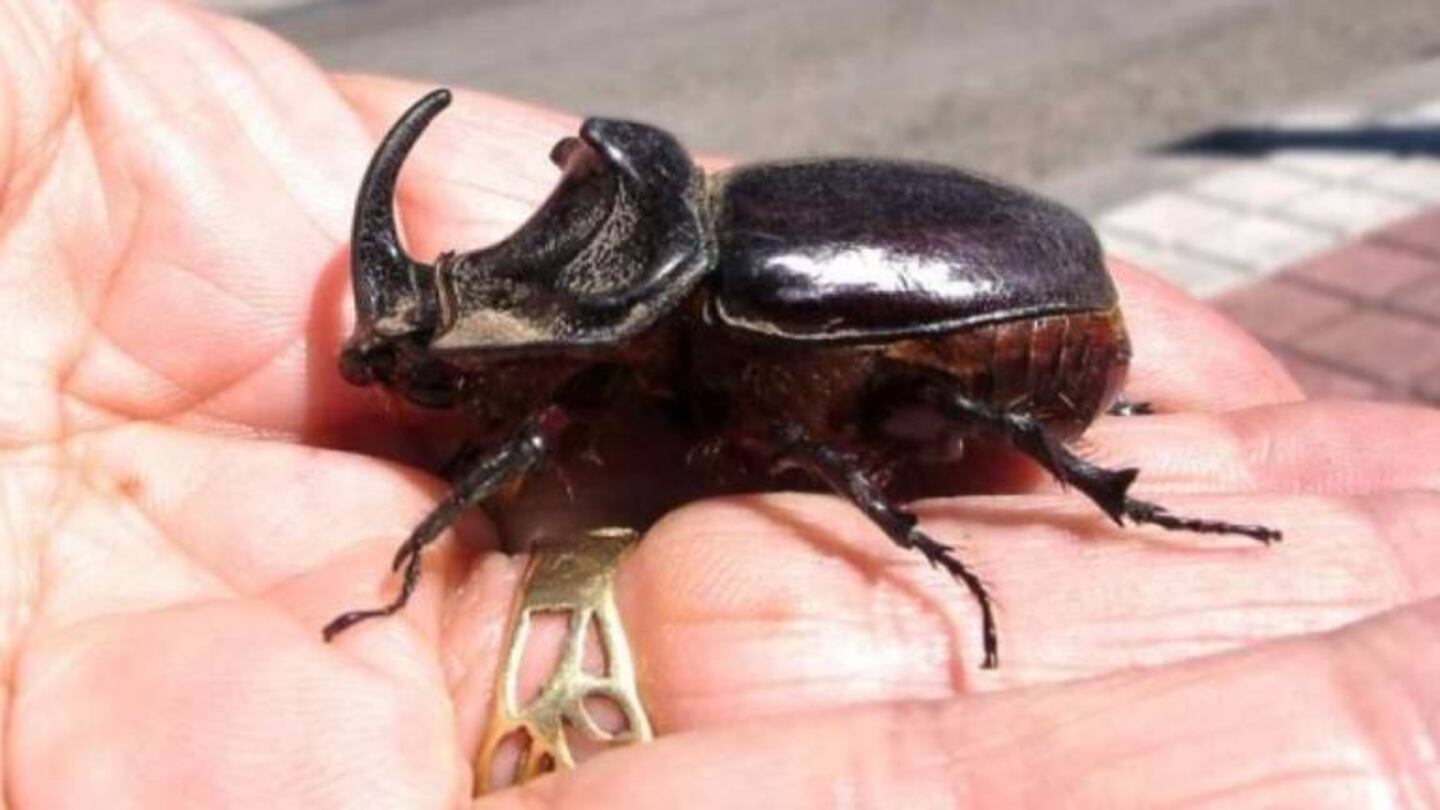 Tremendo: millones de escarabajos invaden una casa en Australia