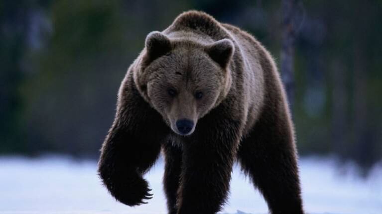 Tremendo: oso persiguió a un esquiador mientras bajaba por una pista