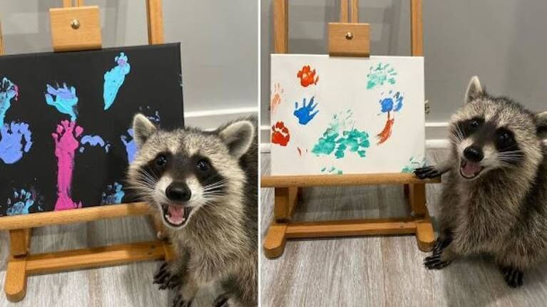 Tres mapaches rescatados pintan y venden arte en Instagram