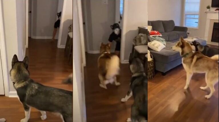 Tres perros reaccionan de una forma inesperada cuando ven a su dueño disfrazado 