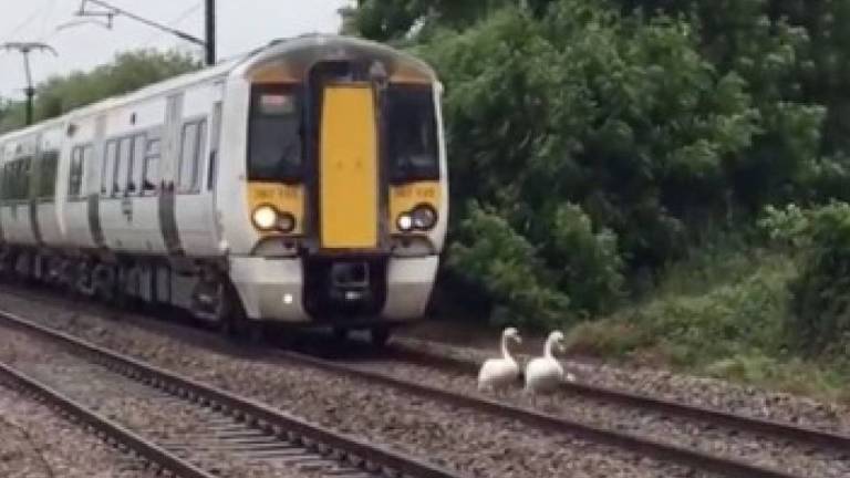 Triste por la muerte de su compañero, un cisne provoca el retraso de más de 20 trenes en Alemania