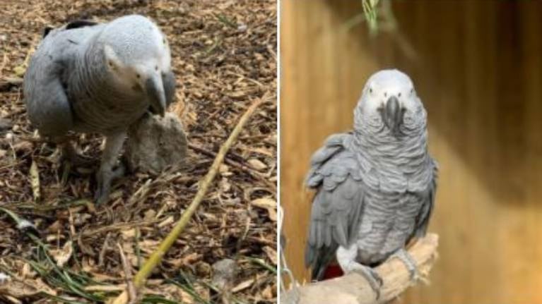 Tuvieron que aislar a cinco loros en un zoo para que no insulten a los visitantes