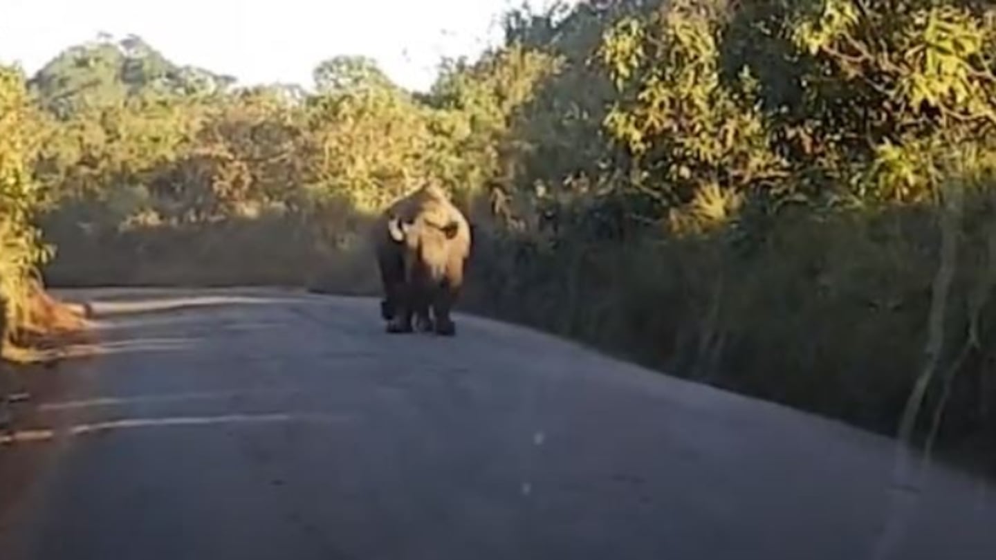 Tuvieron suerte: turistas se salvan del ataque de un rinoceronte 