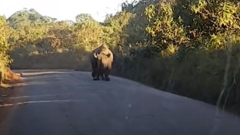 Tuvieron suerte: turistas se salvan del ataque de un rinoceronte 