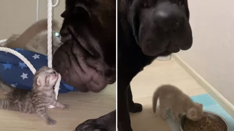 Tyson, el sharpei, de ocho meses, que ayuda a criar a la camada de una gata de seis años