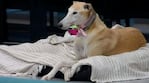 Ulises quiere adoptar a Paris. Foto: Telefe