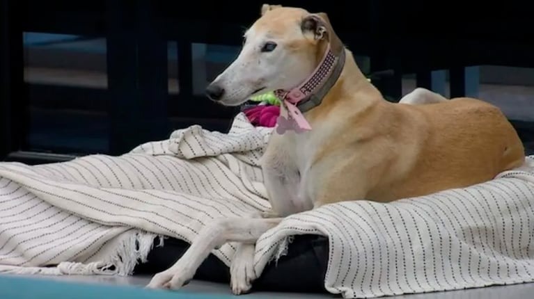 Ulises quiere adoptar a Paris. Foto: Telefe