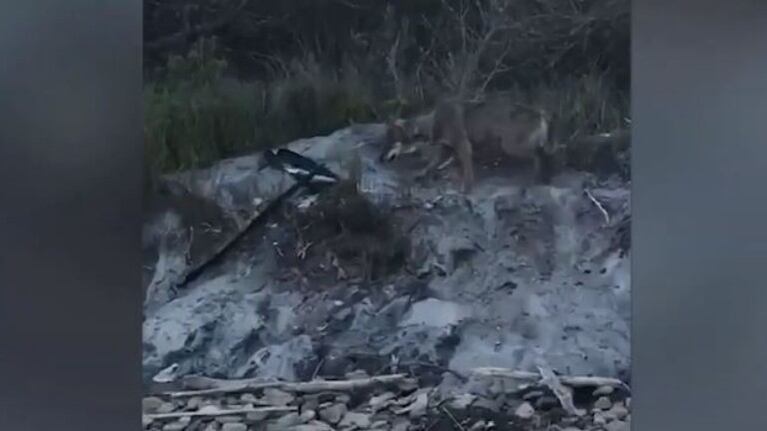 Un adolescente juega con un lobo salvaje en una playa italiana