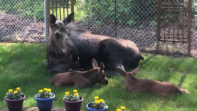 Un alce y sus crías pasan el día en el patio de una familia 