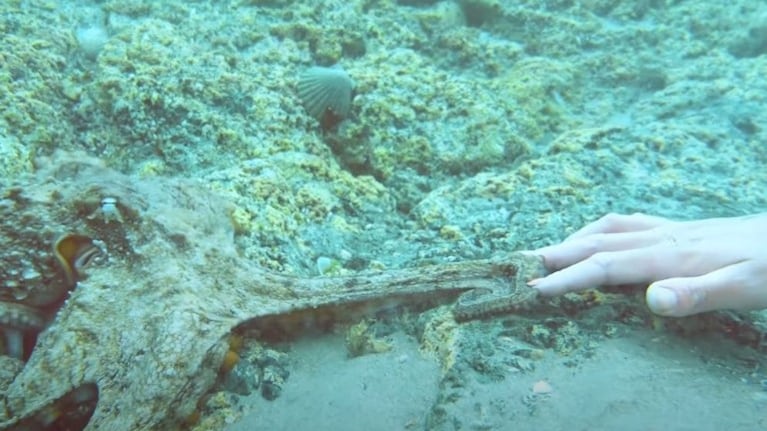 Un amistoso pulpo toma la mano de una buceadora en un encuentro mágico en Nueva Zelanda