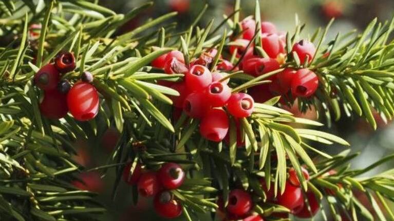 Un árbol inicia “cambio de sexo” a sus 3 mil años de edad