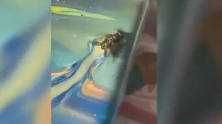Un artista de pintura abstracta utilizó una mosca para acabar uno de sus cuadros más preciados