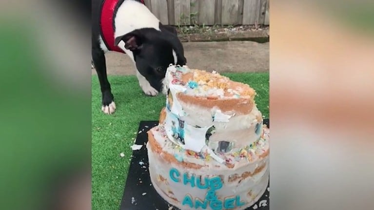 Un australiano crea la primera pastelería canina en Sídney