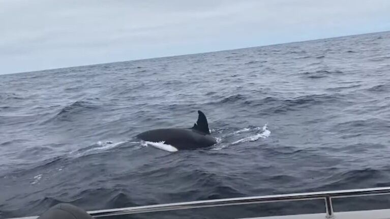 Un buceador tiene un encuentro con un grupo de orcas juguetonas