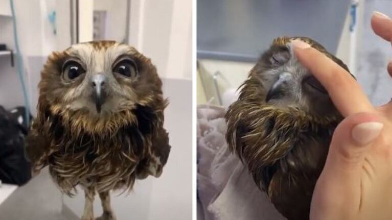 Un búho encuentra consuelo a sus heridas con un baño de agua