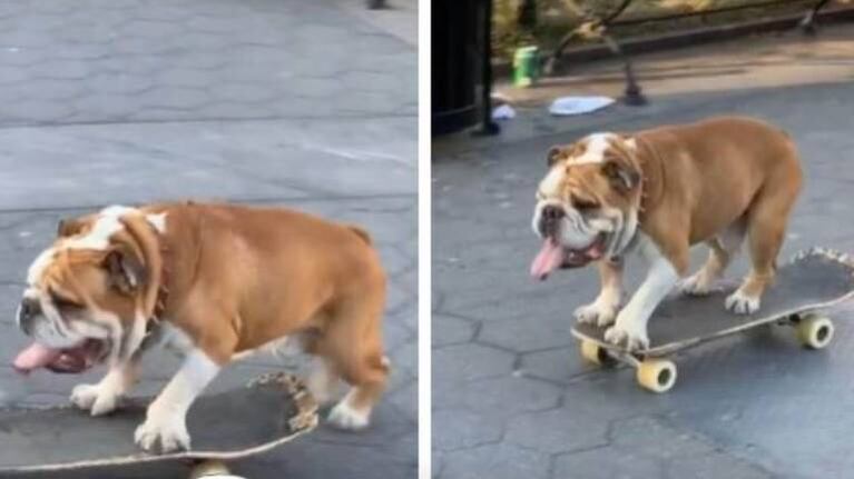 Un bulldog “skater” es furor en las redes por su habilidad