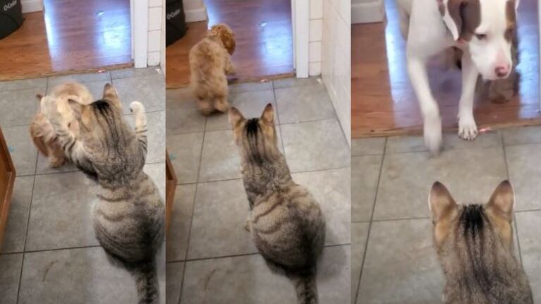 Un cachorro llama a un perro más grande para que lo defienda de un gato 