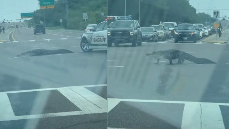Un caimán se pasea por un cruce de carreteras muy concurrido en Florida