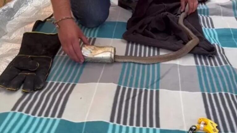Un cazador de serpientes grabó el momento en que ayudó a liberar una serpiente atascada en una lata de gaseosa
