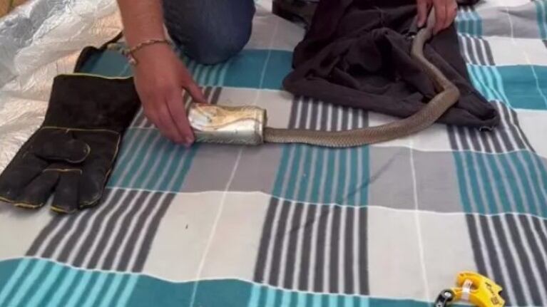 Un cazador de serpientes grabó el momento en que ayudó a liberar una serpiente atascada en una lata de gaseosa