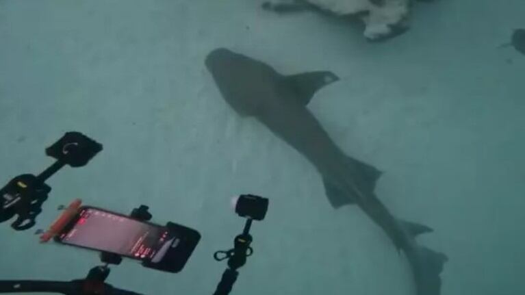 Un cineasta grabó a un tiburón de dos metros herido descansando en el fondo del mar