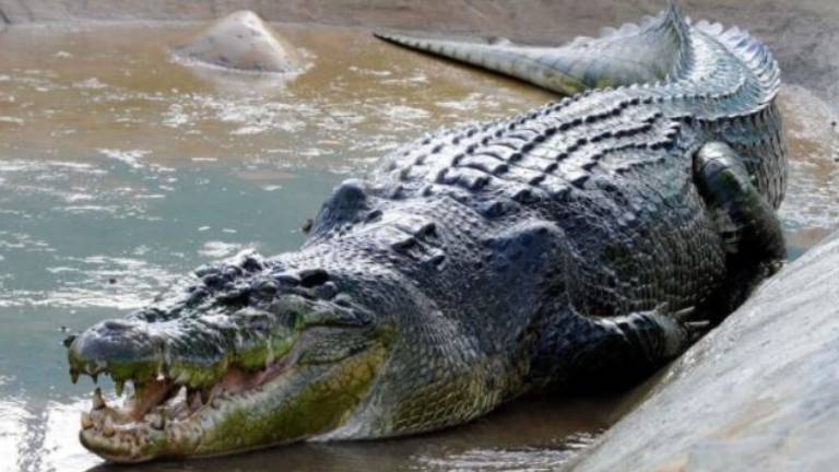 Un cocodrilo celoso ataca a una hembra por “coquetear” con otro admirador