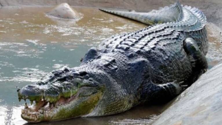 Un cocodrilo celoso ataca a una hembra por “coquetear” con otro admirador