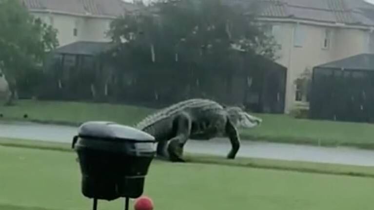 Un cocodrilo gigante pasea por un campo de golf y genera pánico