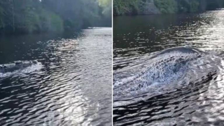 Un cocodrilo persigue a un bote y sorprende con su velocidad