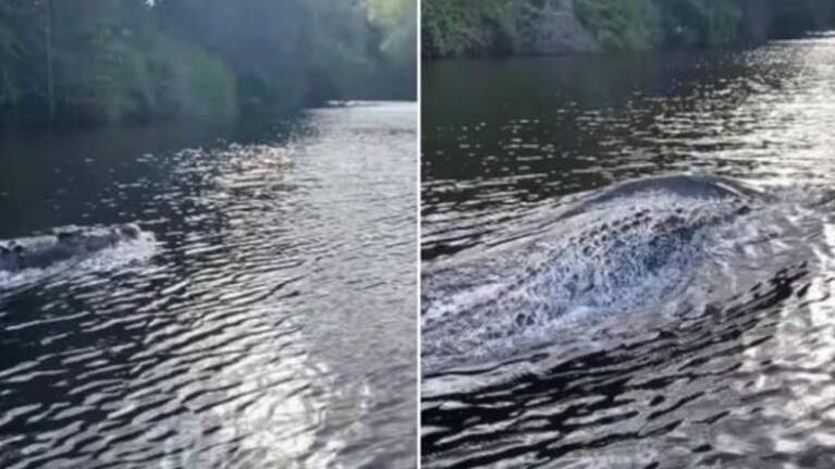 Un cocodrilo persigue a un bote y sorprende con su velocidad