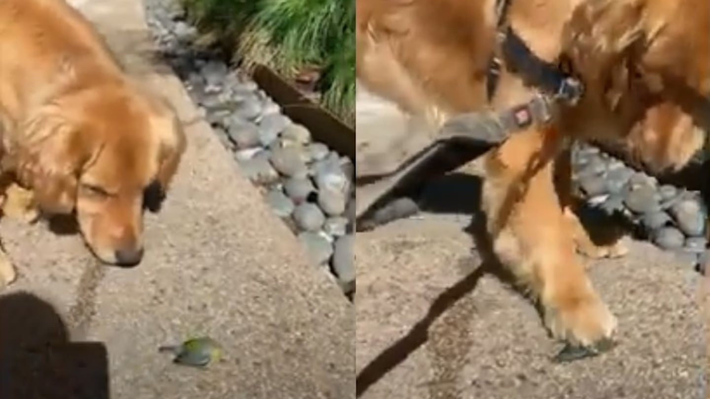 Un curioso Golden Retriever aplasta con su pata a un pequeño pájaro que consigue huir a tiempo