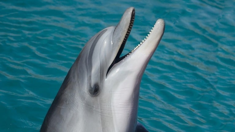 Un delfín se detiene a interactuar con un buzo. Foto: Pixabay.
