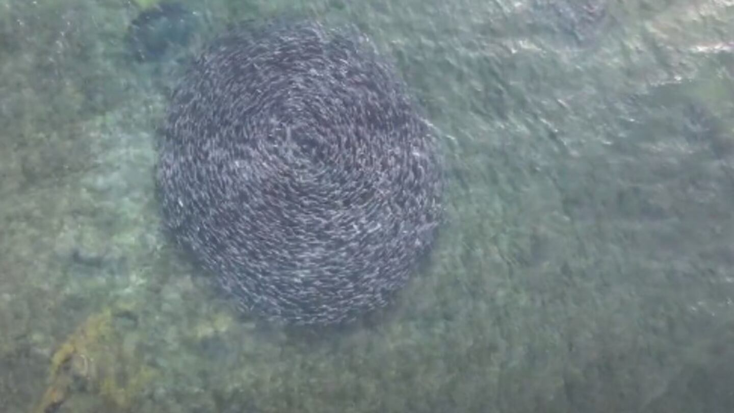 Un dron captura imágenes del extraordinario momento en que cientos de salmones nadan en círculos