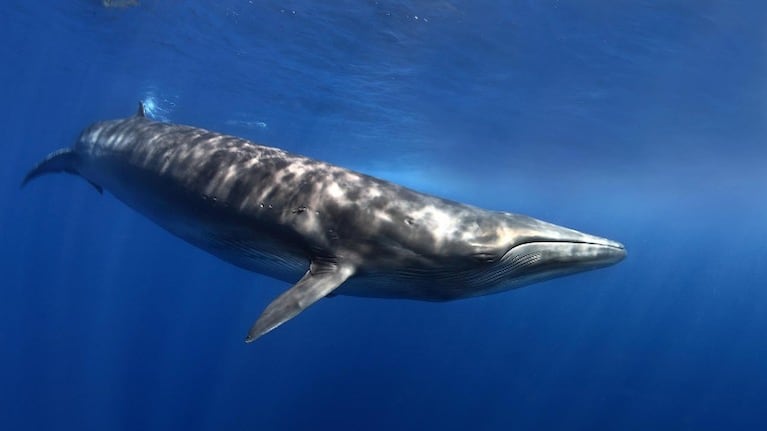 Un drone logra grabar el momento en que una ballena azul estornuda. Foto: Flickr.