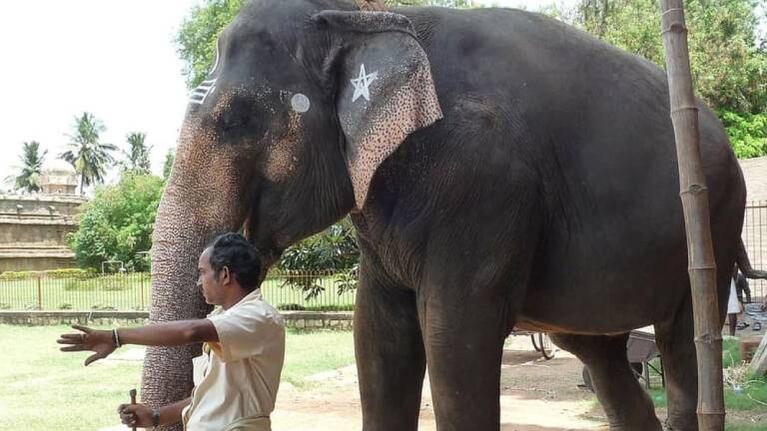 Un elefante reconoce al veterinario que le salvó la vida hace 12 años y el momento se vuelve viral