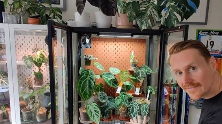 Un entusiasta de las plantas termina con una colección valorada en más de 10.000 libras después del confinamiento