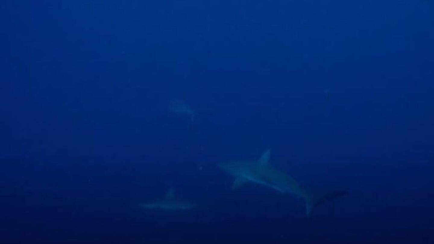 Un equipo de buzos se topa con un muro formado por cientos de tiburones